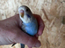 Baby budgies