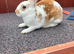 Stunning mini Rex 1 LEFT