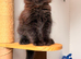 FIVE MAINE COON (TWO POLYDACTYL) KITTENS LOOKING FOR LOVING HOME