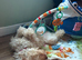 Australian labradoodle for sale