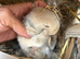 Beautiful pure bred mini lop babies - super temperaments
