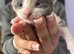 Two Beautiful Kittens