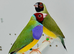 Beautiful pair of red head Gouldian finches