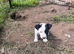 Sealyham terrier x jack Russell pup