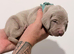8 silver weimaraner