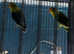 Lovebirds pairs Glasgow