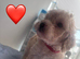 3BOYS LEFT. Beautiful cavapoo pups