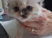 READY NOW GCCF registered Ragdoll kittens