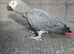 Tame African grey