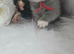GCCF Registered British Shorthair Kittens