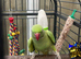 4 years old female Indian ringneck semi tame