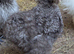 USA Silkie Hatching Eggs - &pound;2.00 an egg