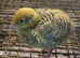 Quail chicks