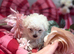 F1 Asian Maltipoo puppies cream girls and boys cuteness overload
