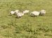 Geese for sale