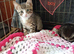 Bengal x kittens ready to leave now