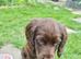 Cocker pup Molly still available