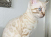 Beautiful Bengal Kittens Looking for Their Forever Homes.