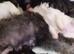 4 Malshipoo puppy's for sale