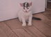 Mixed breed kittens