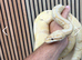 Banana Pastel Female