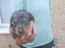 Miniature dachshund puppies