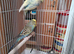 3 young female budgies may 2026 breed
