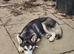 female husky puppy 12months