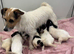 SHIH-TZU/JACK HYBRID X2 PUPPIES