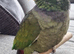 Maximilian pionus