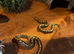 Sand boa