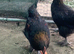 French Black Copper Marans pure breed Cockerel