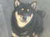 Black and Tan female