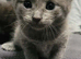 Beutiful kittens