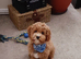 Teddy bear cavapoo