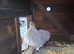 2 Pekin Chicks - UNSEXED
