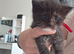 Mainecoon cross
