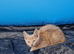 Maine coon kittens