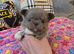 Xx stunning chihuahua longcoat puppies Xx