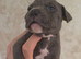 Staffy x