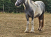 Maxi cob heavyweight gelding