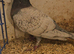 Lambretch cock bird