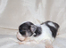 coloured dobbie imperials kc registered