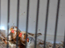 Zebra finches some with orange mutation this years birds