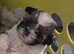 shih tzu puppies