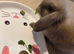 15 week old buck mini lop