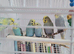 Baby budgies for sale