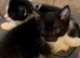 Kittens for sale to good homes