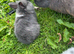 3 baby bunnies