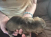 Miniature wire haired dachshund pups